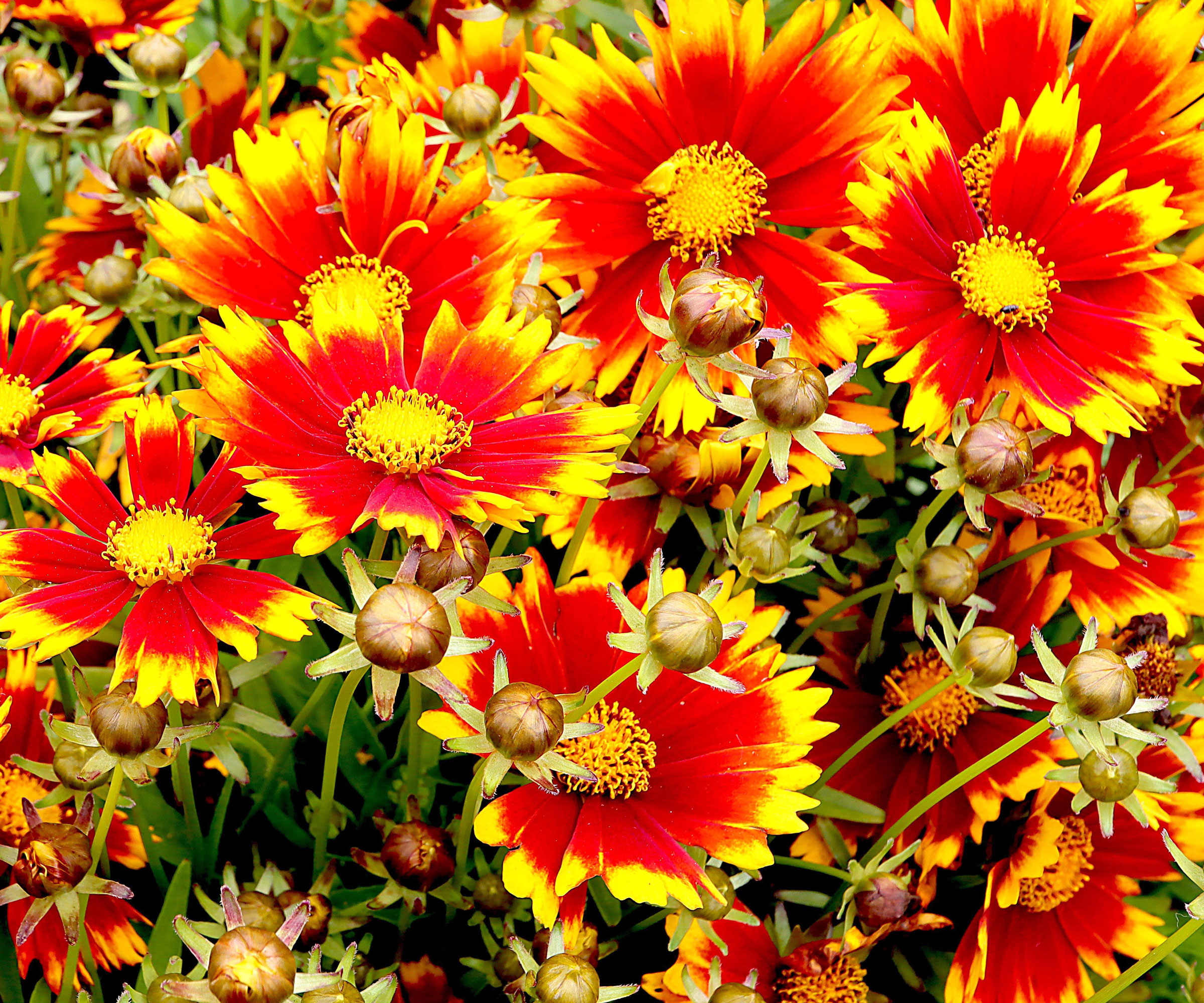 coreopsis plants with orange red flowers with yellow banding