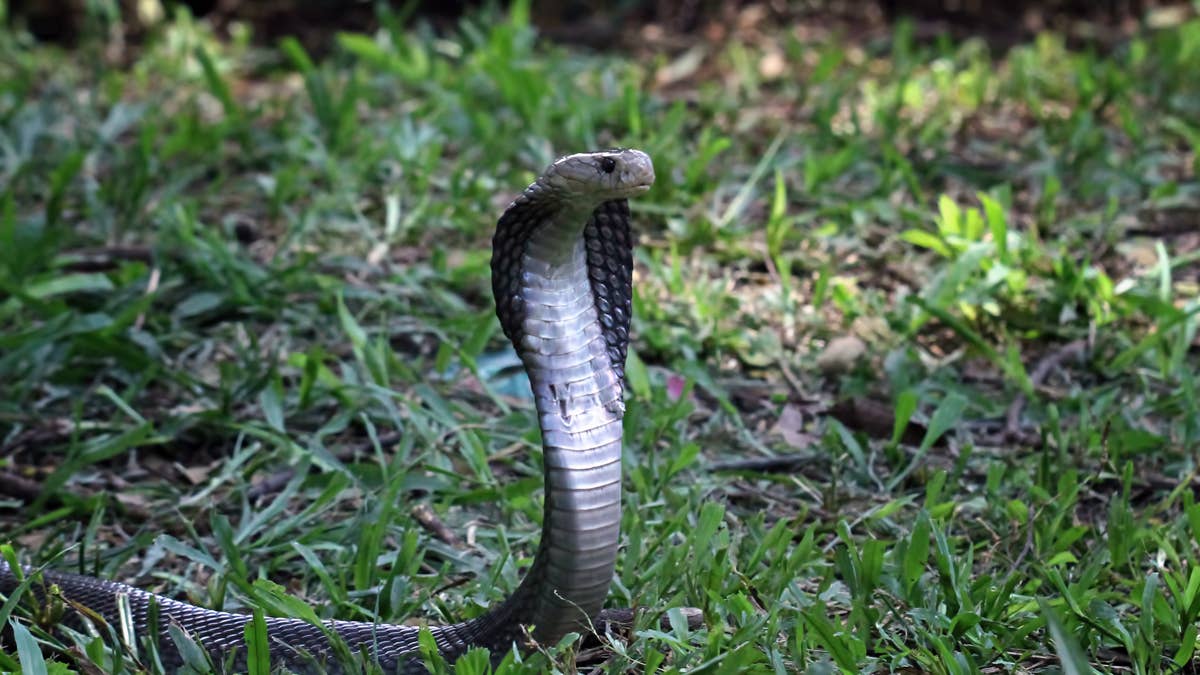 Orange Cat Somehow Survives a Face-Off With a Striking Cobra