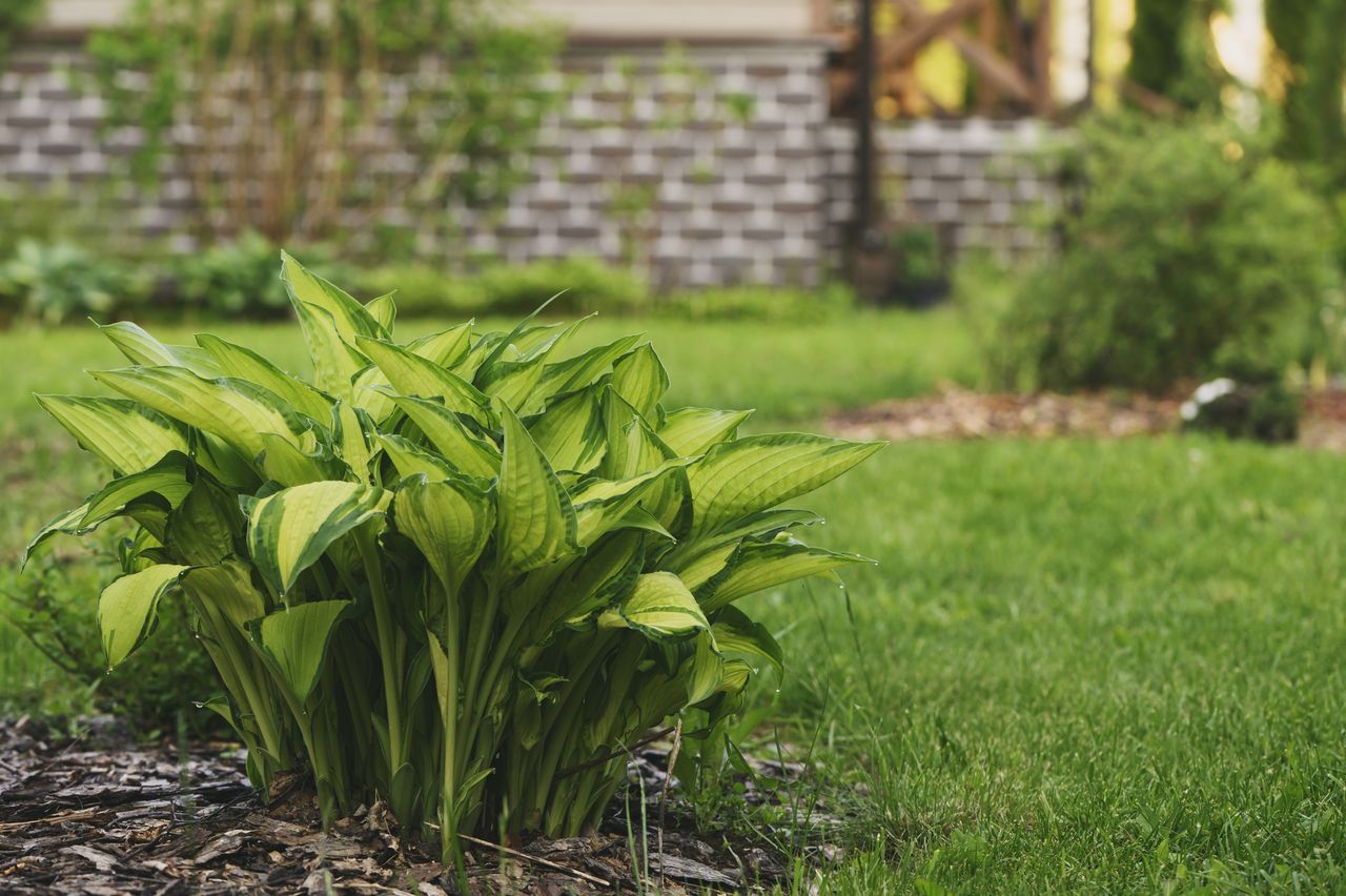 A greeneryfilled backyard garden area featuring a small bush in the foreground
