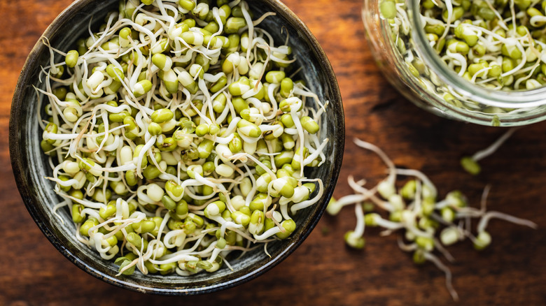 Overhead view of a bowl of mung bean sprouts next to growing jar
