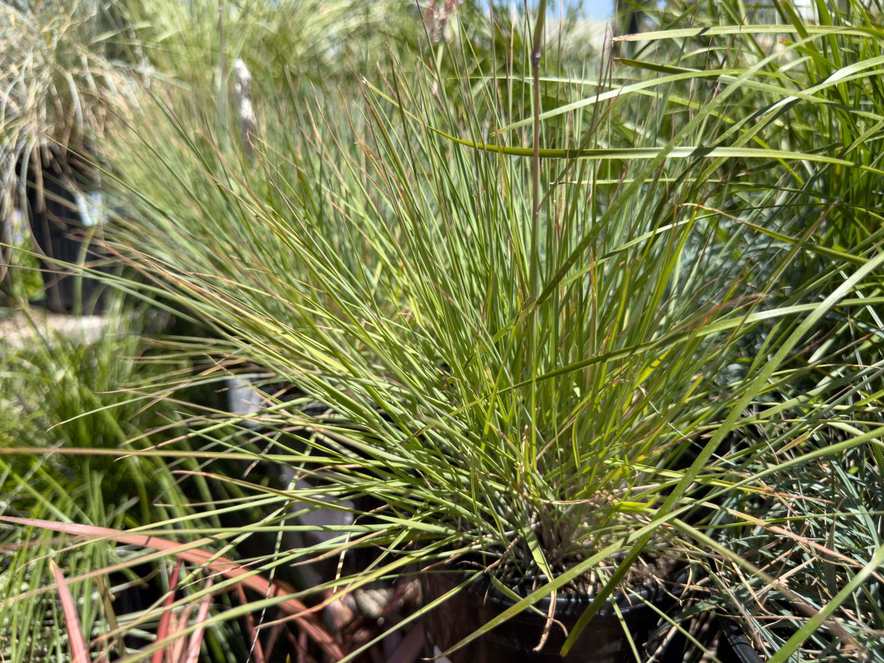 A view of the pink champagne ruby grass plant.
