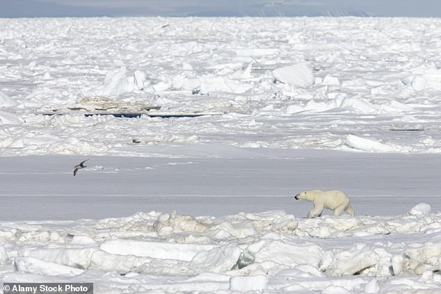 The researchers received firearms training to deal with potential polar bear attacks