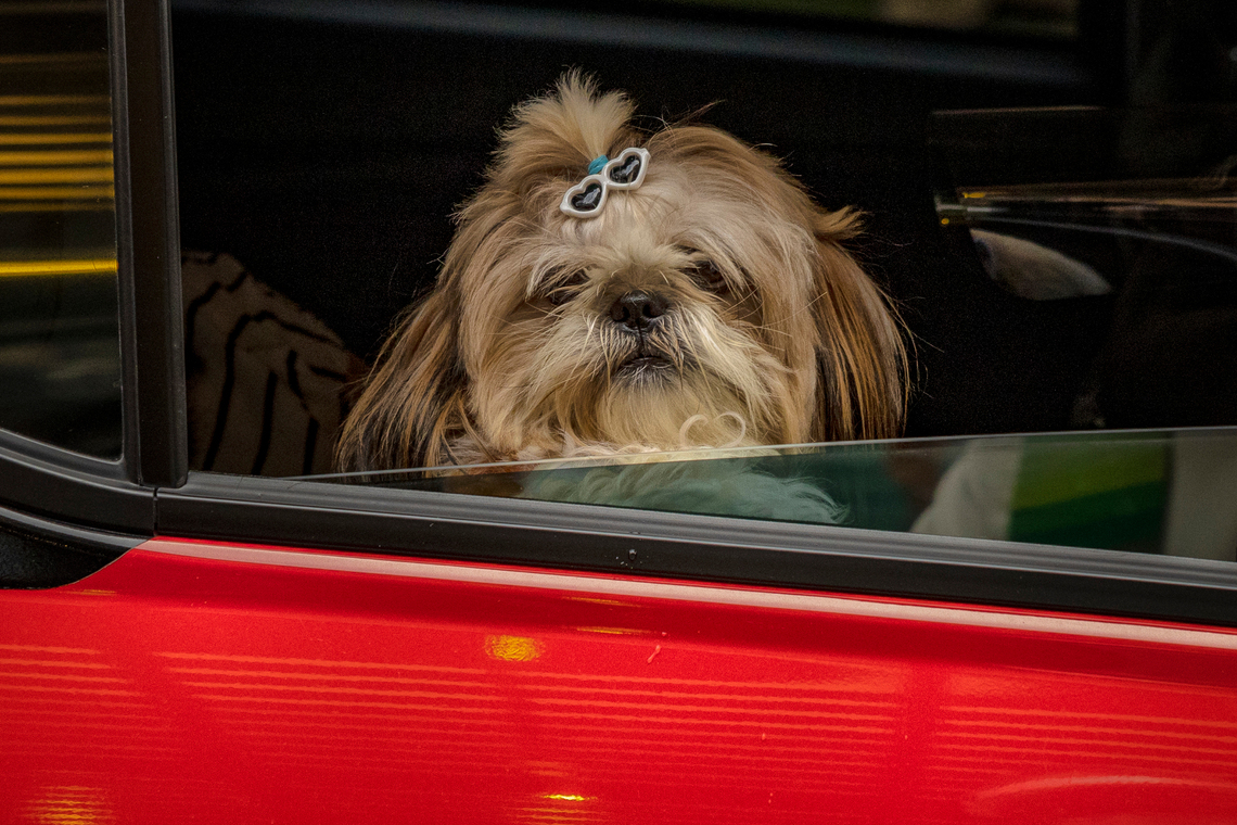 It’s up to the reporting California Highway Patrol officer to determine if a pet in a driver’s lap creates a distraction or unsafe driving conditions.