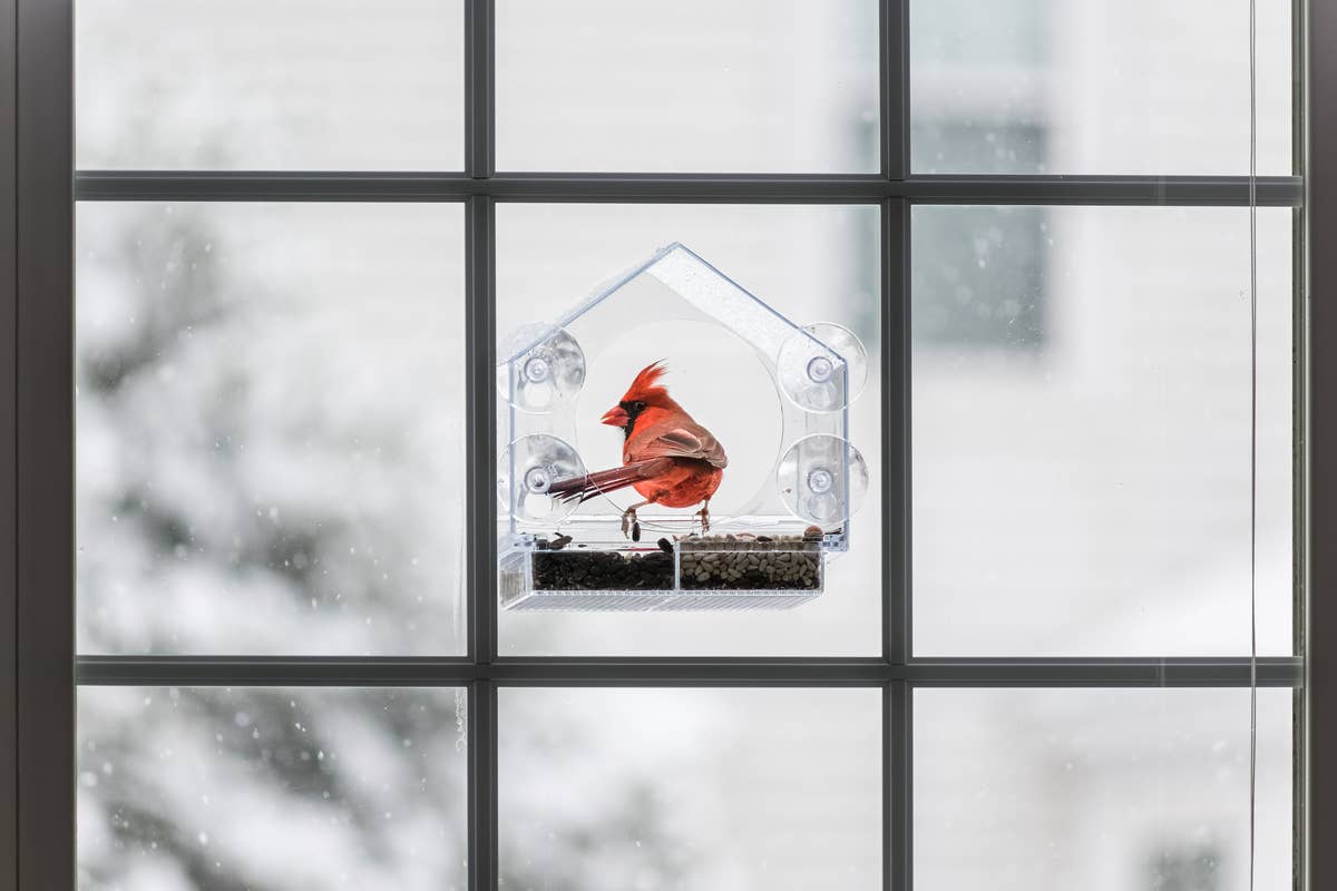 one-male-red-northern-cardinal-cardinalis-bird-sitting-perched-on-plastic-glass-window-feeder-during-heavy-winter-snow-colorful-in-virginia-snow-flakes-falling
