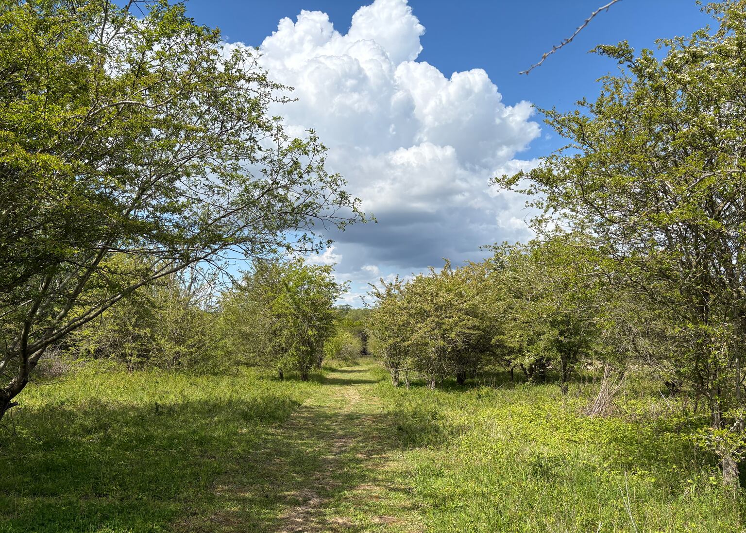 Call for more ‘truly wild’ areas to show how nature-rich UK could be