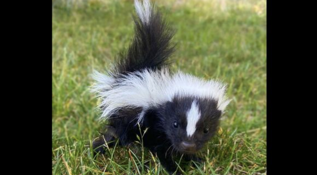 Skunks Don’t Want to Spray You: The Truth About One of Massachusetts’ Most Misunderstood Critters