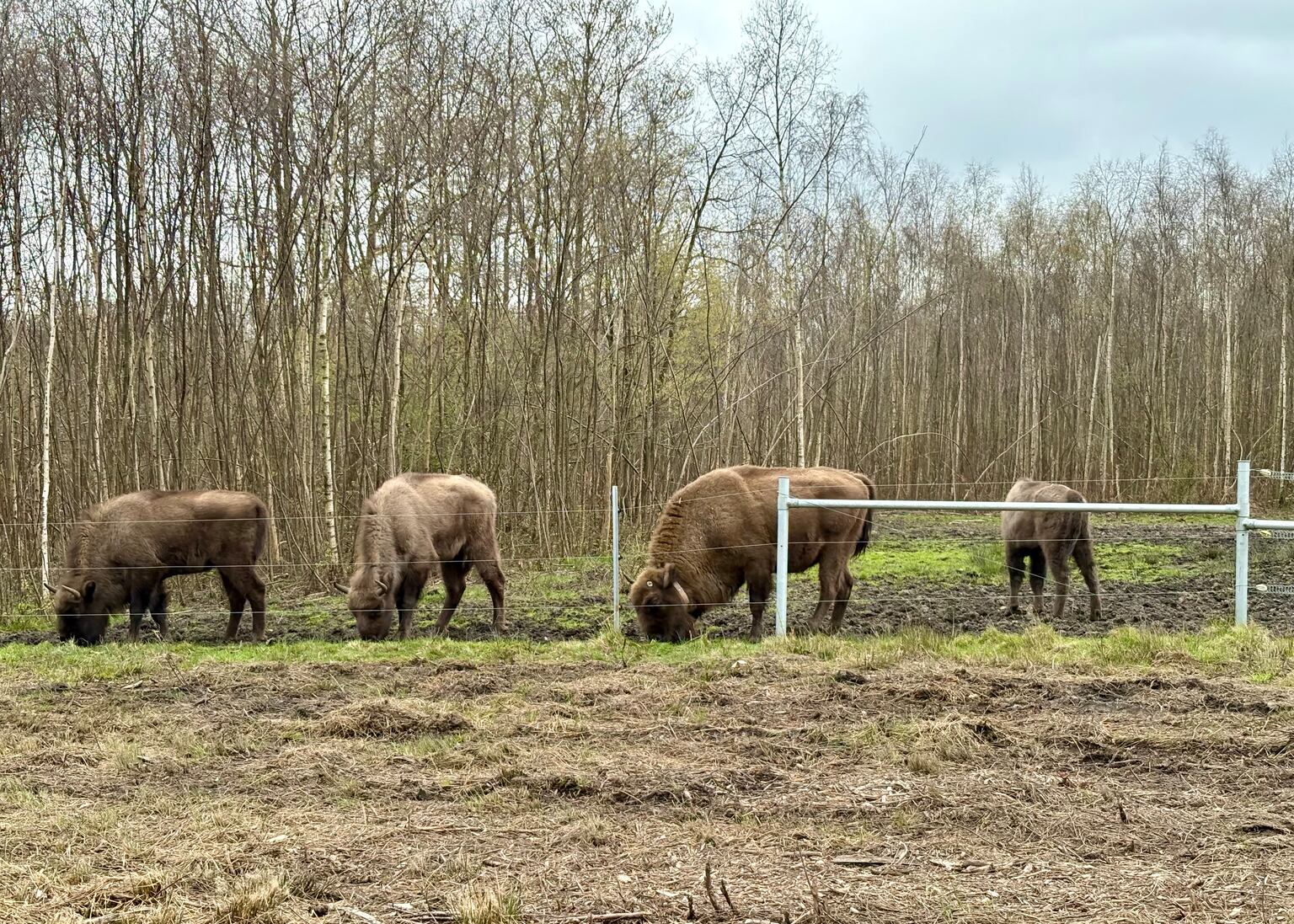 Projects such as the introduction of bison in Kent woodlands show the ‘art of the possible’, experts say