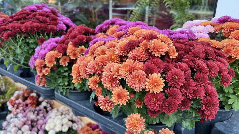 How To Plant Your Potted Chrysanthemums So They Come Back Every Year