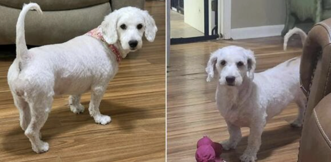 She Lost Everything: Now Little Pearl Just Needs Someone to Choose Her