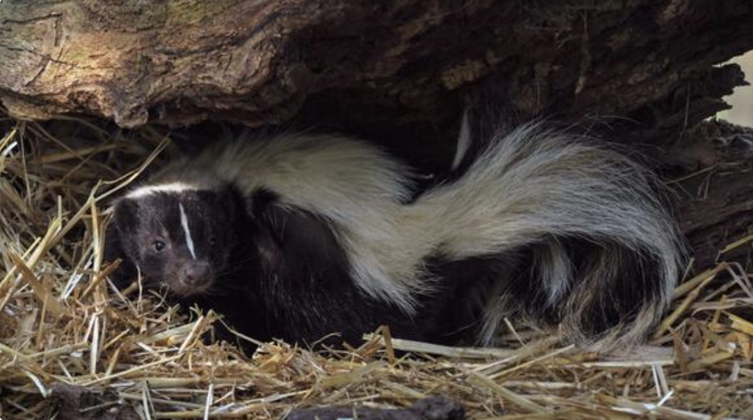 Skunks Don’t Want to Spray You: The Truth About One of Massachusetts’ Most Misunderstood Critters