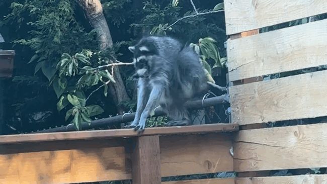 Meet Jimothy, the Viral Seattle Racoon With a Short Spine