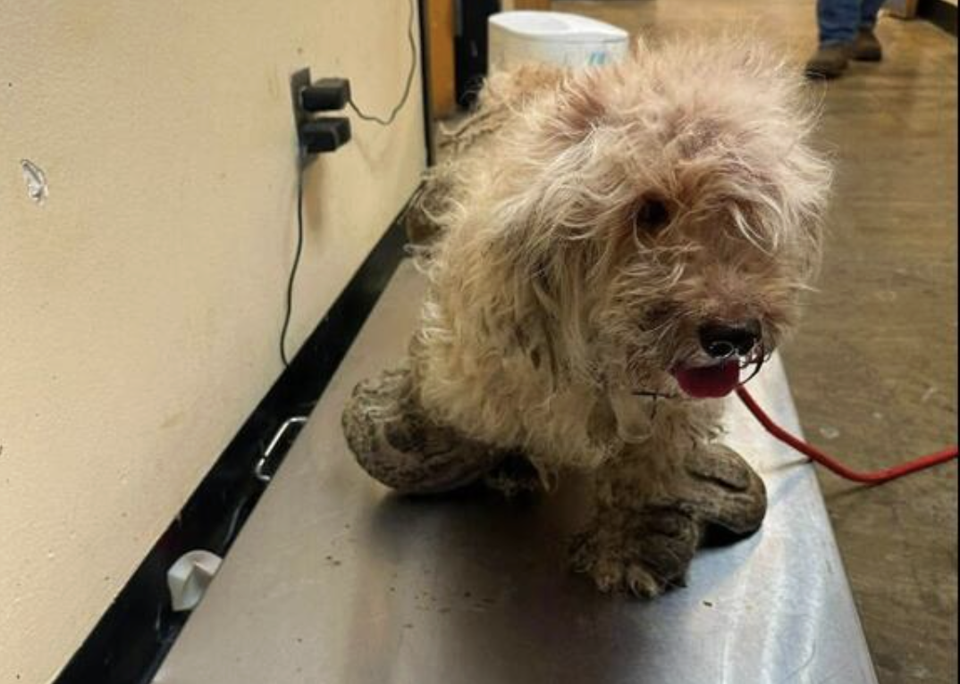 She Lost Everything: Now Little Pearl Just Needs Someone to Choose Her