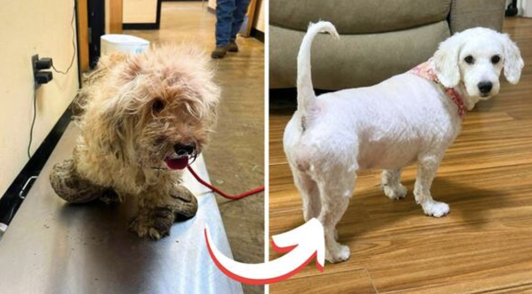 She Lost Everything: Now Little Pearl Just Needs Someone to Choose Her