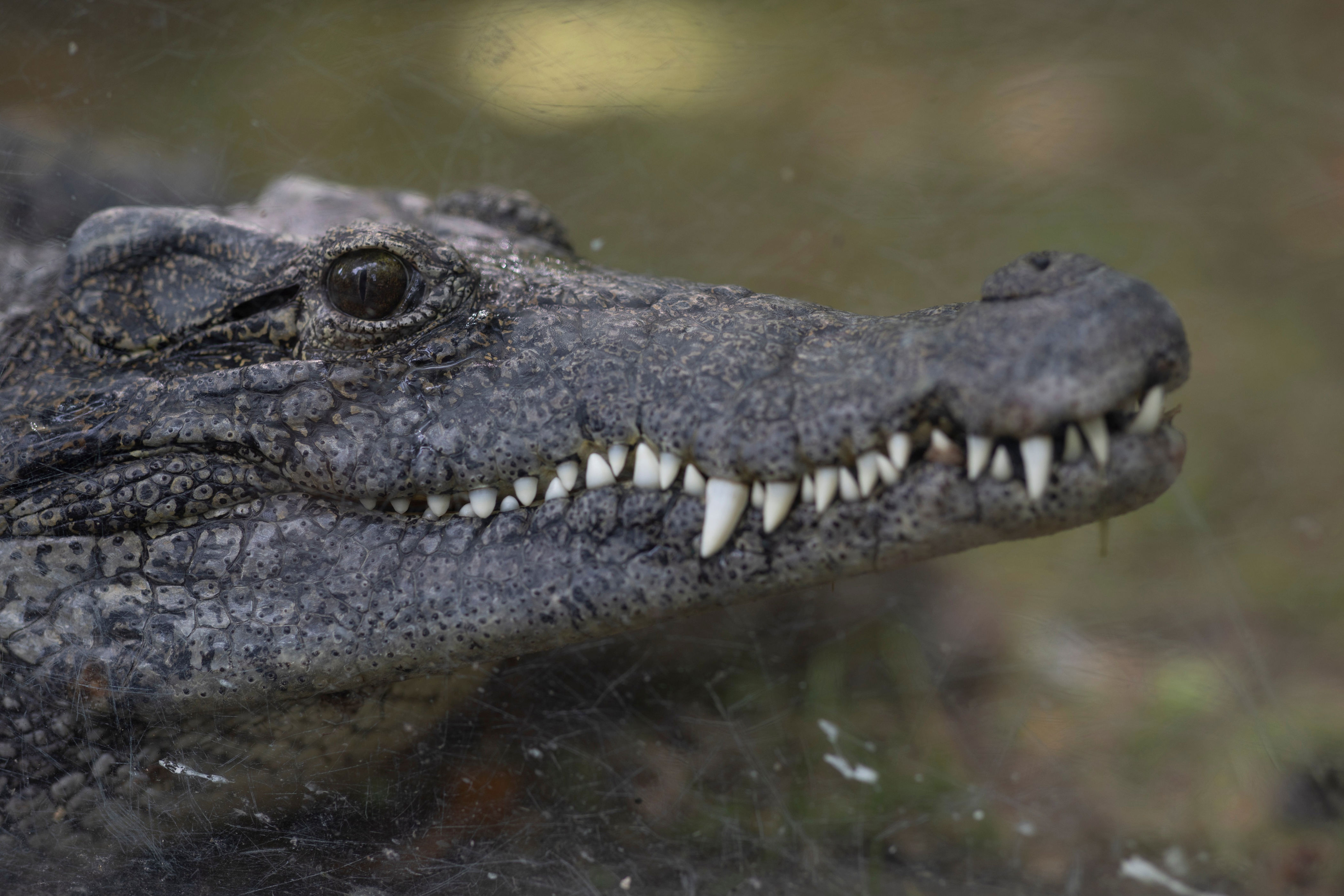 Close-up of a crocodile's head, showing its textured skin and sharp teeth