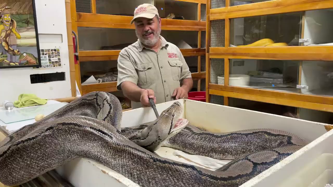 Wildlife handler faces grumpiest snake during dangerous egg rescue