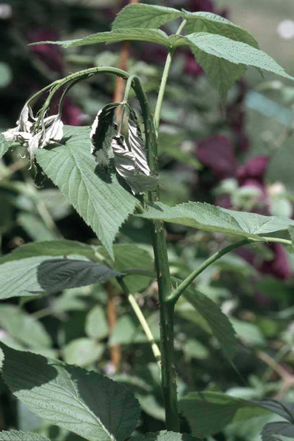 Tip wilt is a characteristic of damage caused by a Raspberry horntail. | Whitney Cranshaw, Colorado State University via Bugwood.org