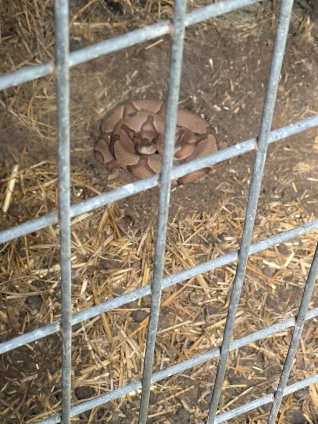 Barn call for black rat snakes takes a dangerous turn with a copperhead in the mix