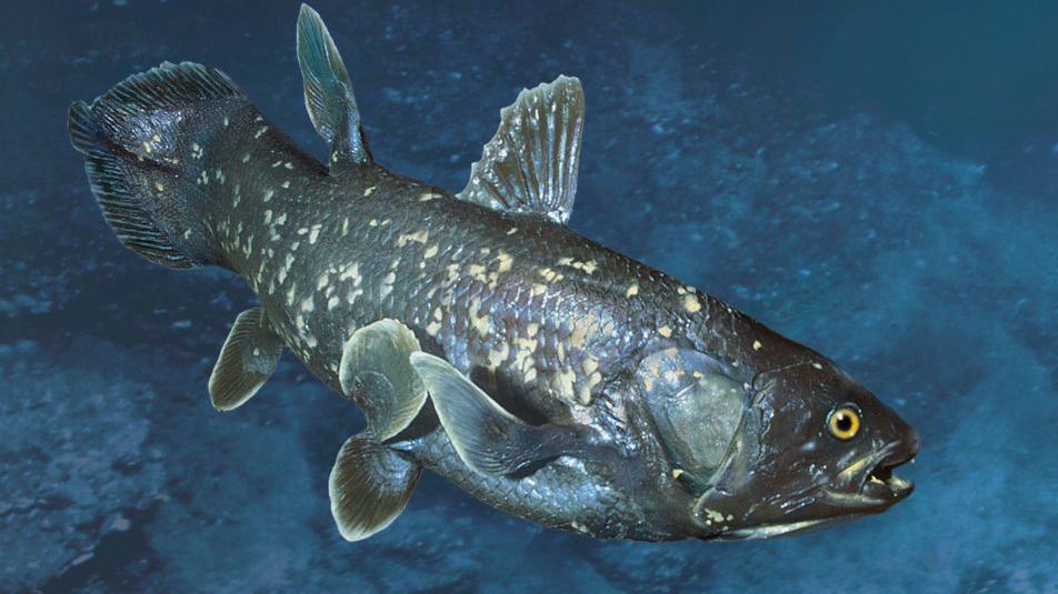 Prehistoric fish found in Leeds park