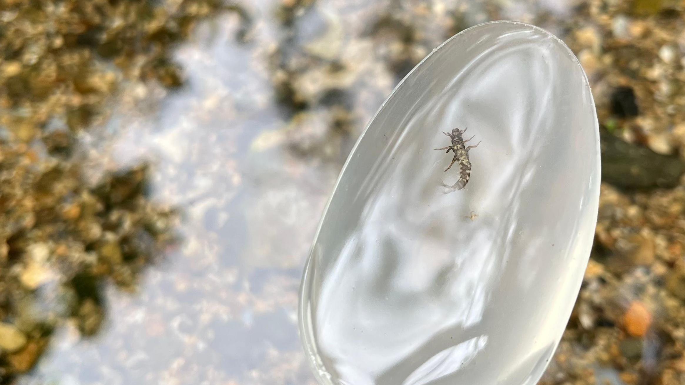 Invertebrates are among the wildlife the streams support