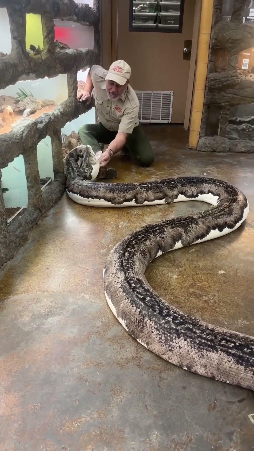 Wildlife handler risks python bites while protecting fragile eggs
