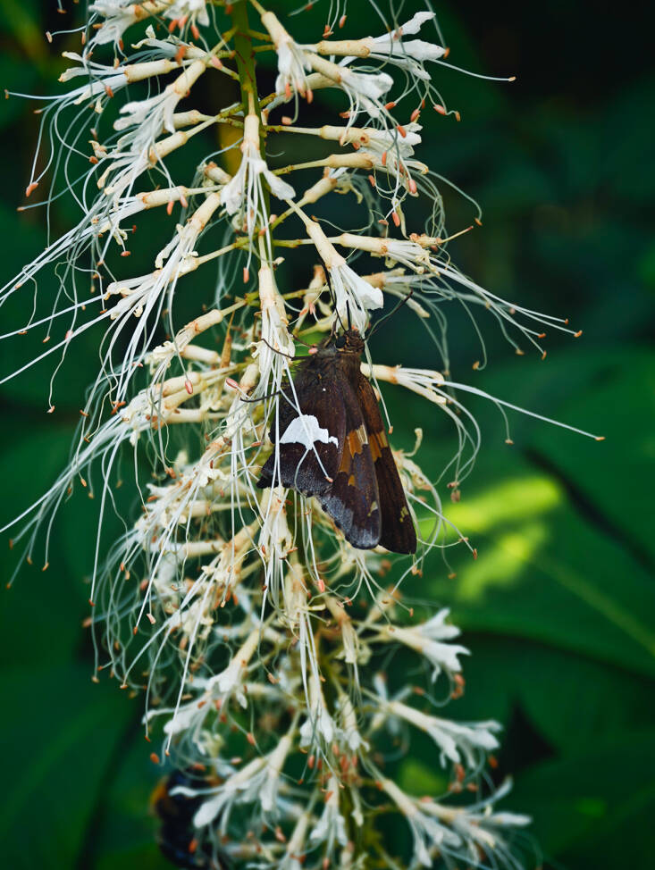 Bottlebrush Buckeye 101: A Native Butterfly Bush