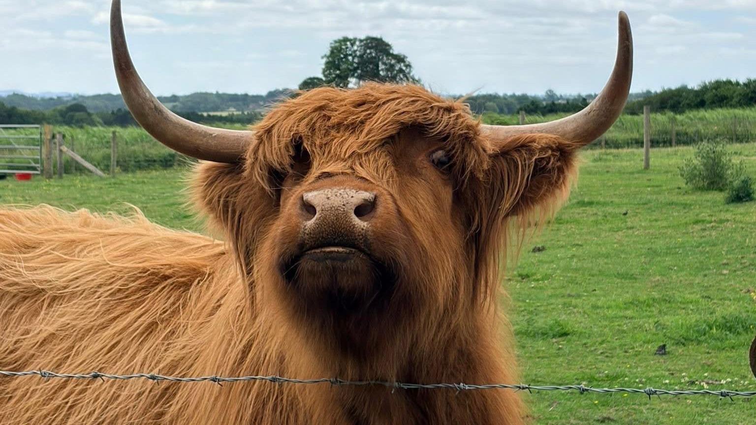 Highland cow experiences at the farm have attracted visitors from far and wide