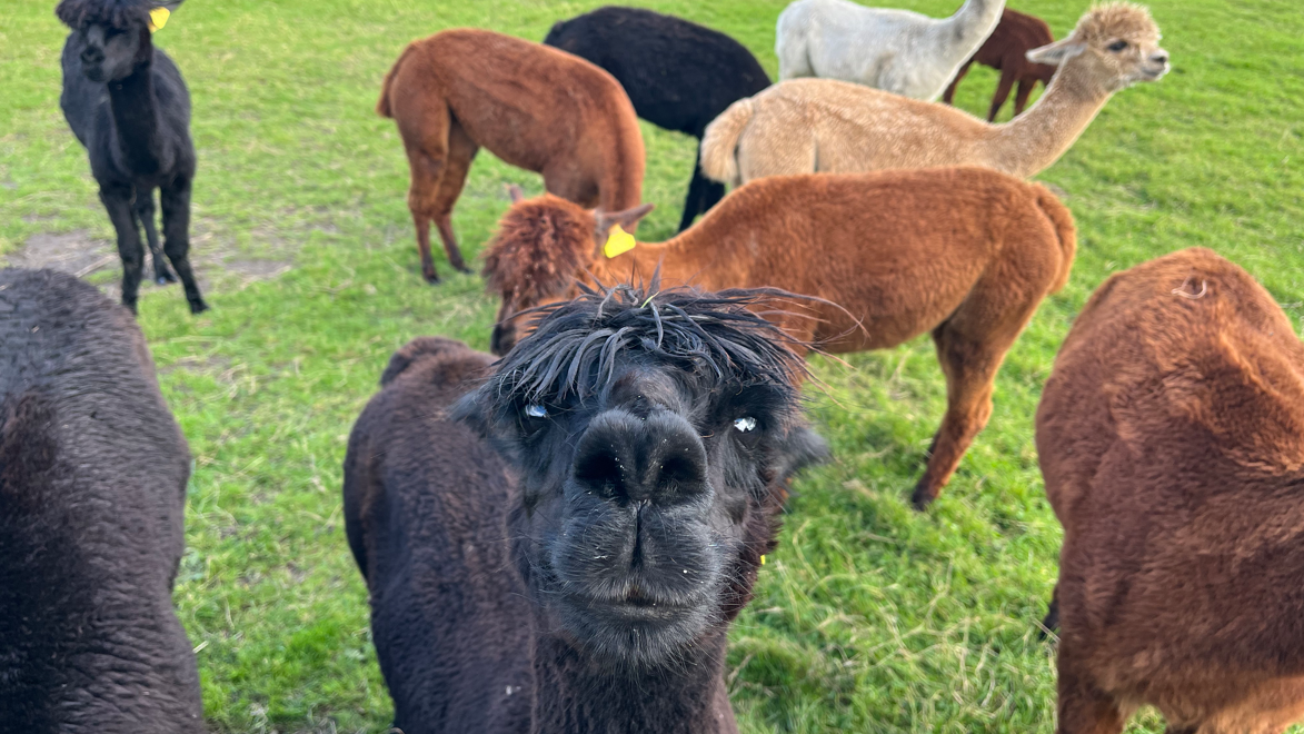 The couple started with just a field and nine alpacas