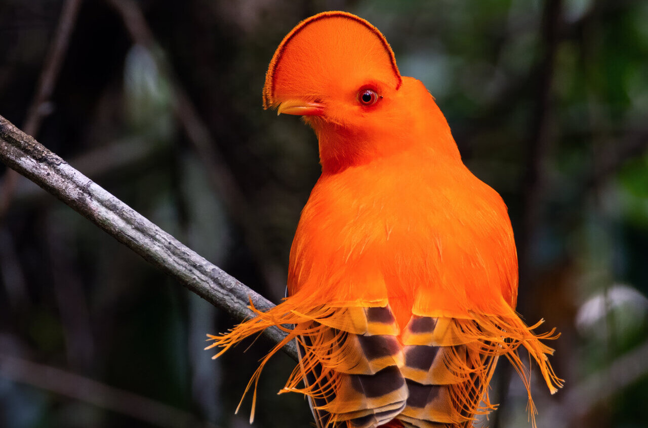AI tool reveals climate shifts may have fueled bursts of bird evolution