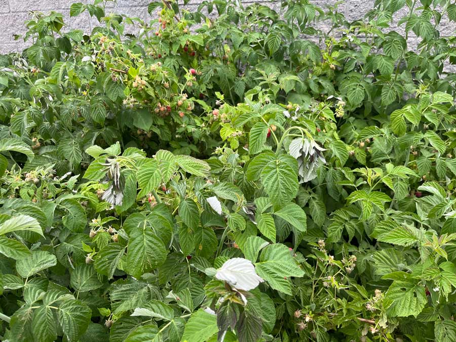 In the fruit garden, few things say summer quite like raspberries. | Lena Allen, UI Extension