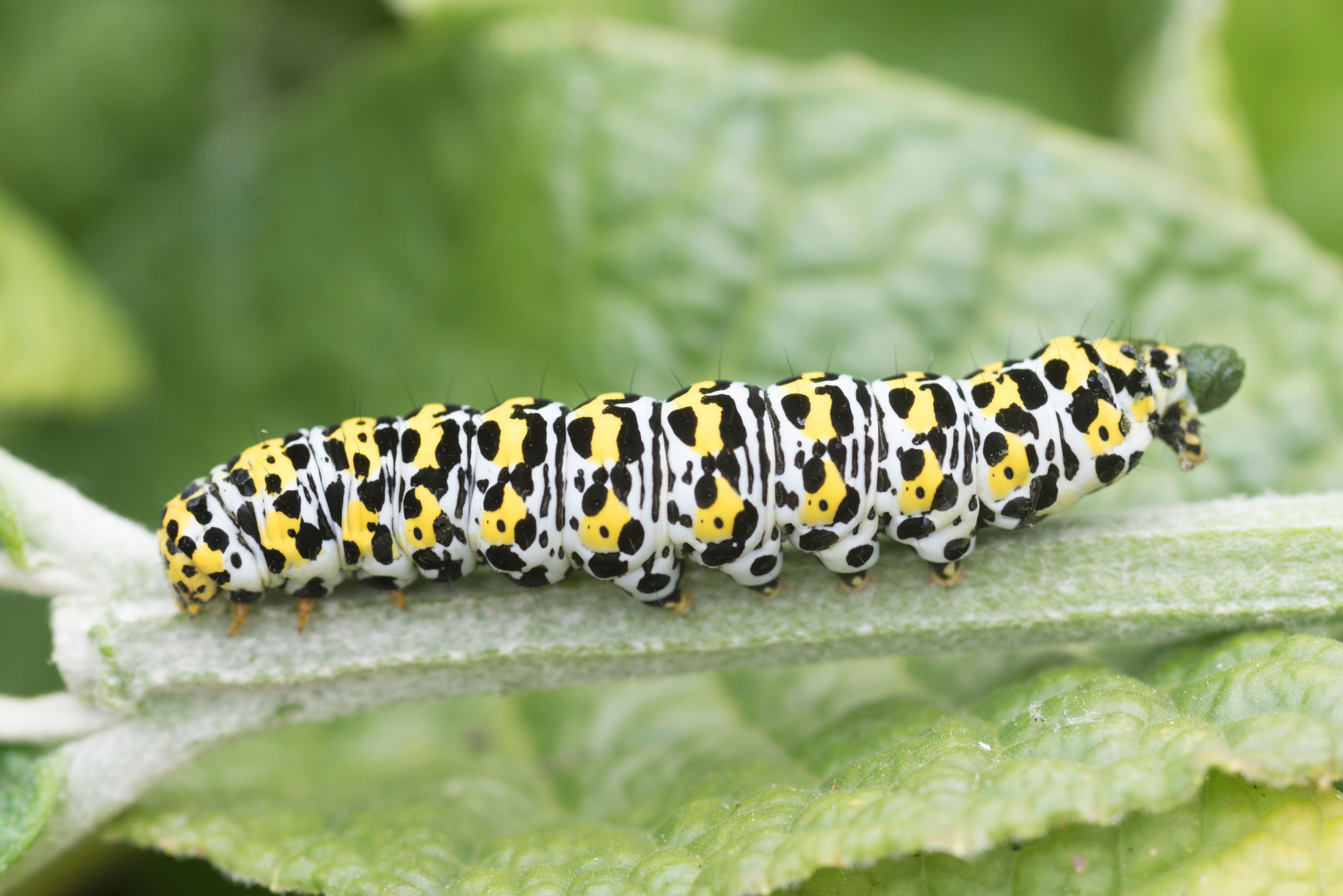 Mullein moth caterpillar (Alamy/PA)