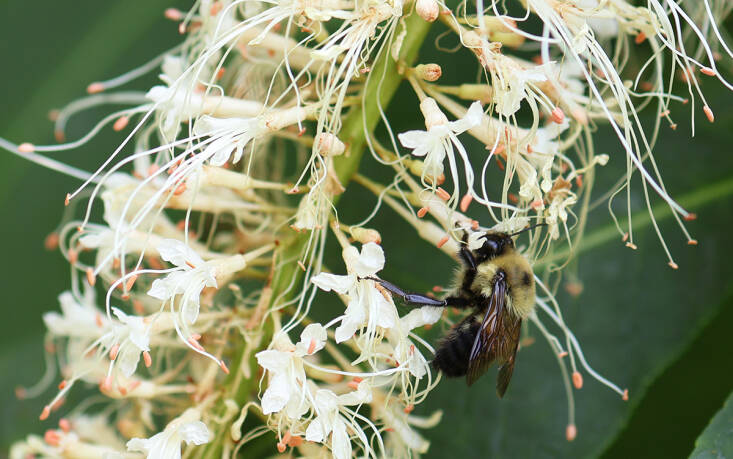 Bottlebrush Buckeye 101: A Native Butterfly Bush