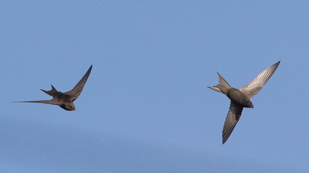Planning change plea to protect swift population