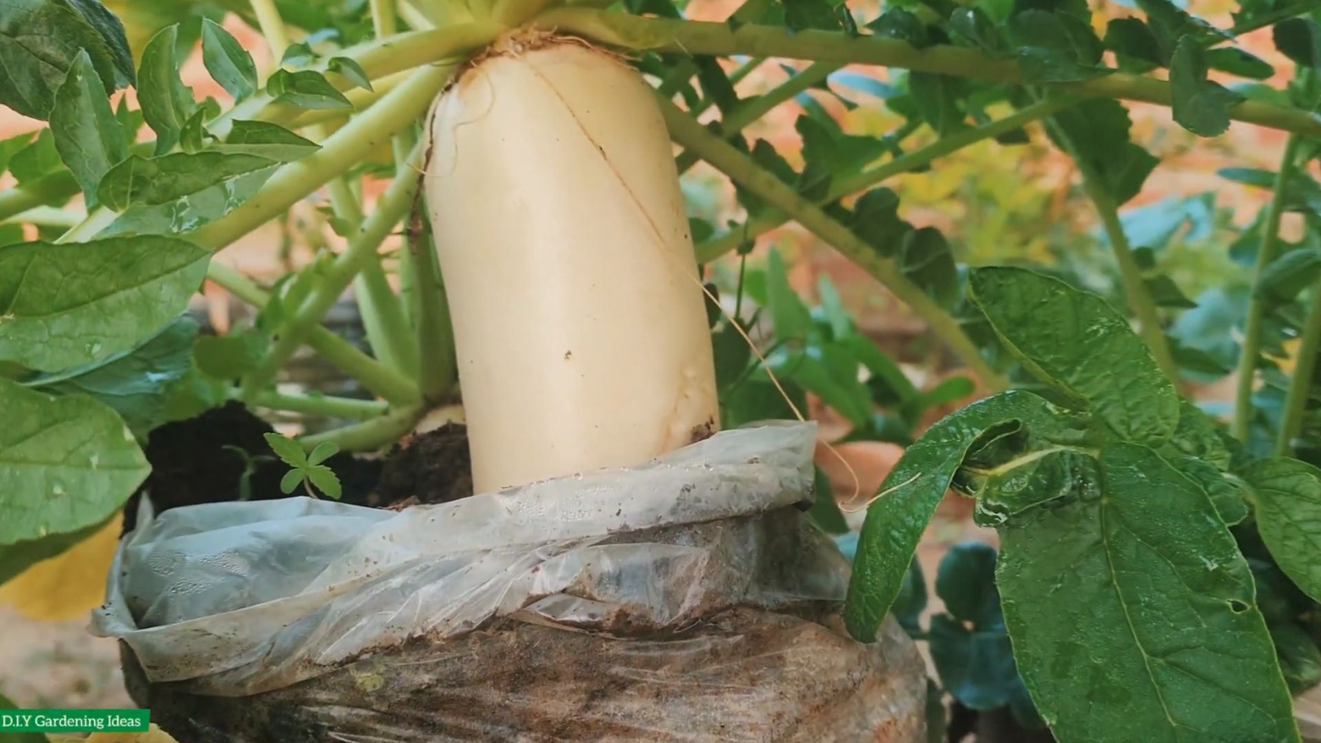 Easy DIY method for growing massive radishes at home