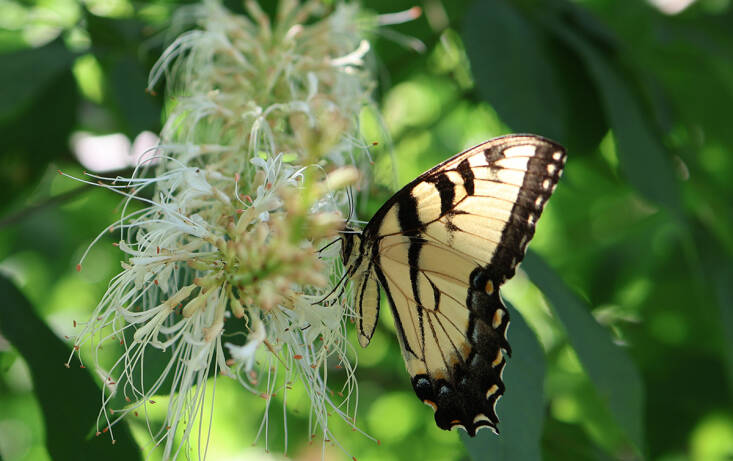 Bottlebrush Buckeye 101: A Native Butterfly Bush