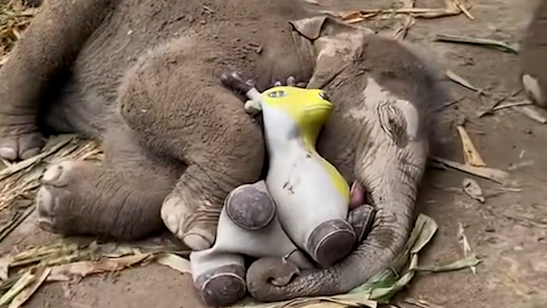 Adorable baby elephant cuddles plush toy during nap