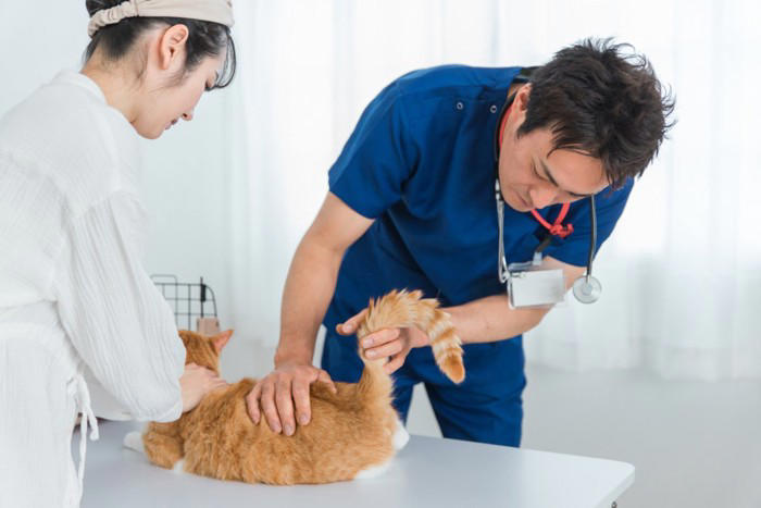 猫の尻尾がベタベタする『スタッドテイル』ってなに？ 発症しているときの症状や予防法まで解説