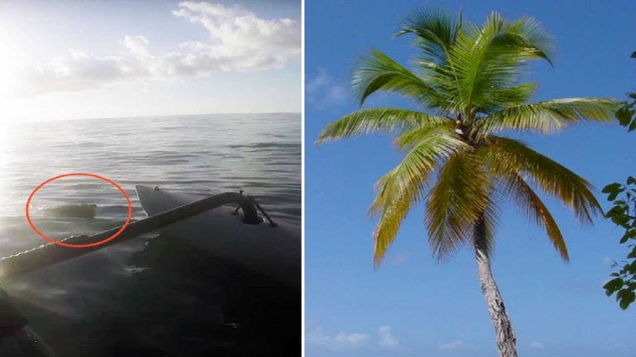 Kayaker is miles away from land when he spots a mysterious shape ...