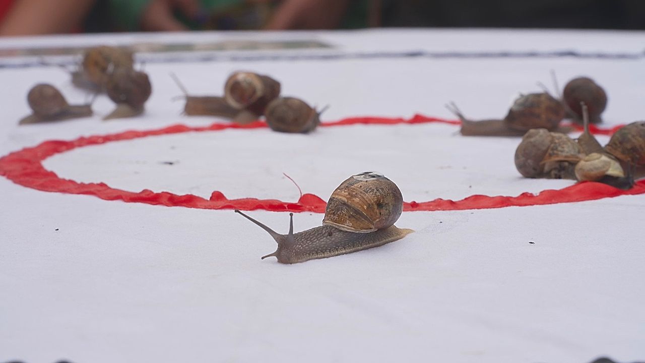 Snailor Swift slithers to victory at snail racing world championship