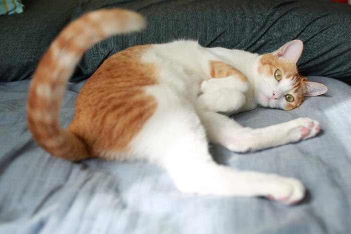 猫の尻尾がベタベタする『スタッドテイル』ってなに？ 発症しているときの症状や予防法まで解説