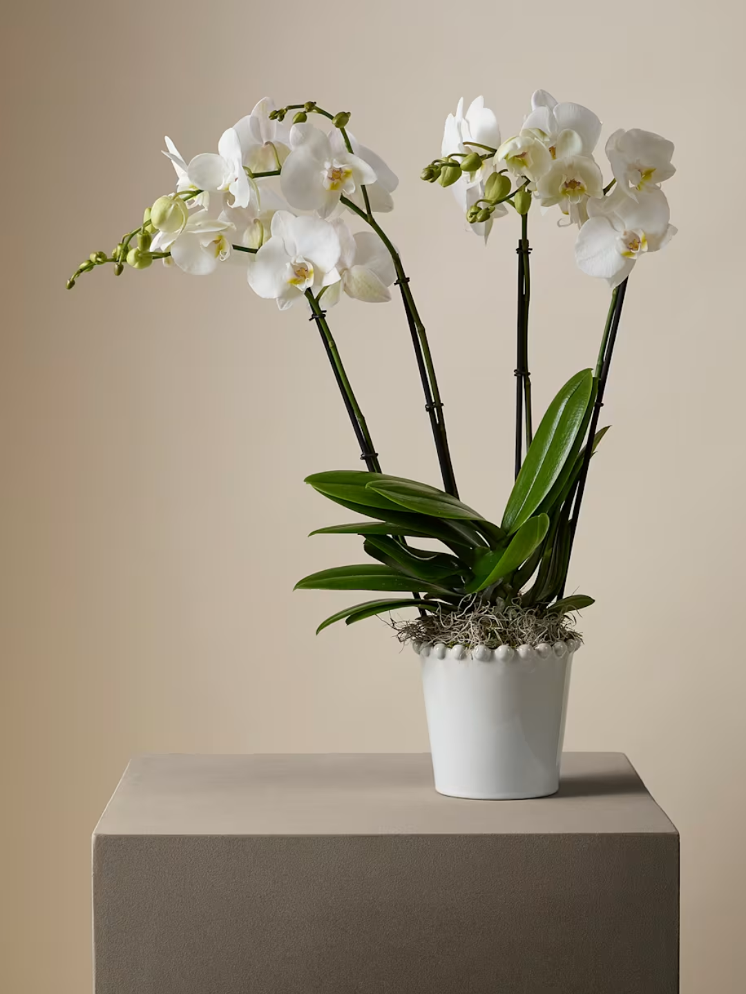 A potted white orchid from M&S x Kelly Hoppen