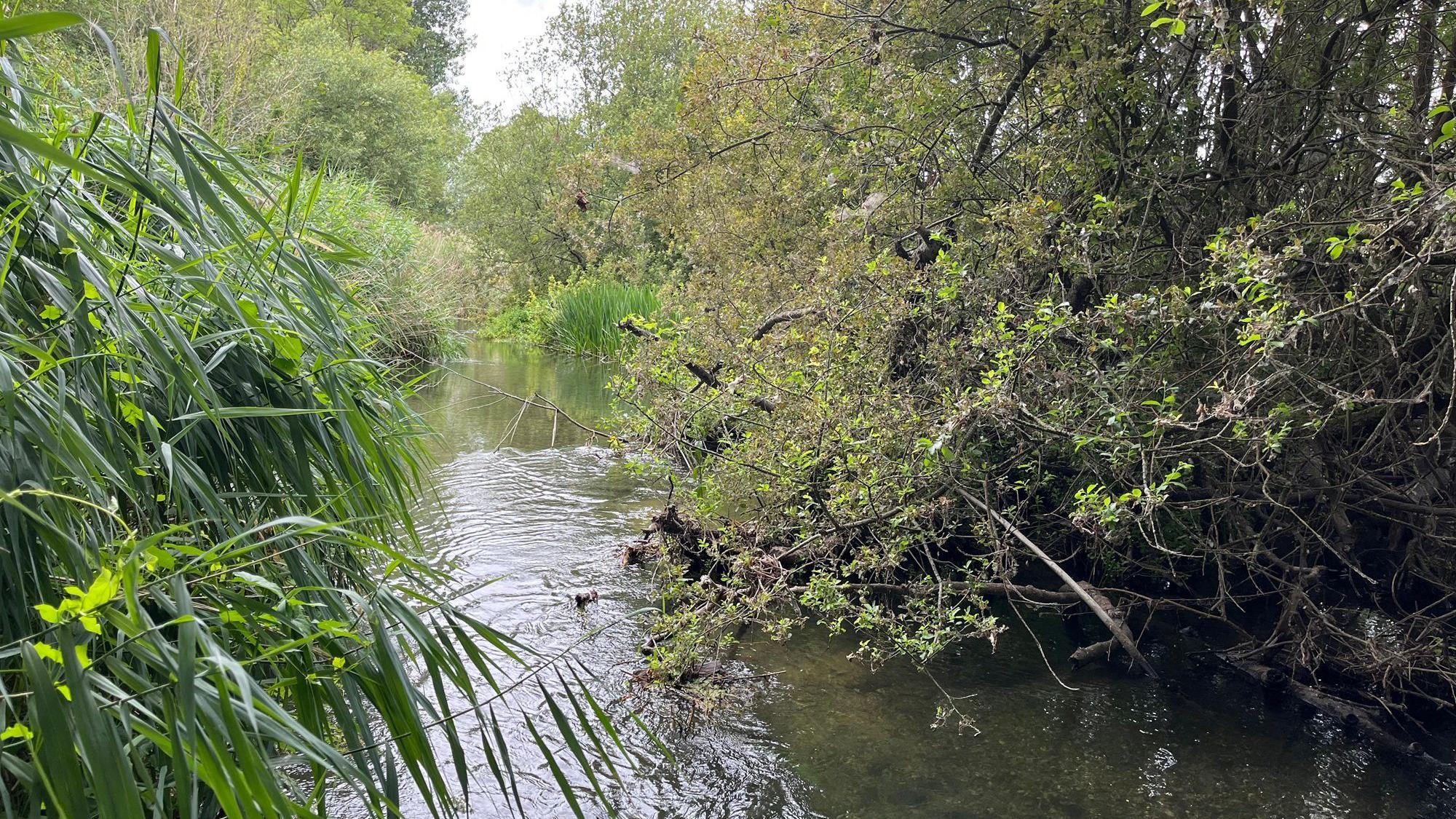 The River Wylye is a treasured chalk stream in Wiltshire