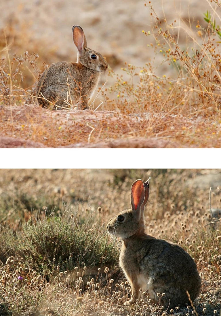 Iberian rabbit: Species hidden by Spain and Portugal for 2 million years