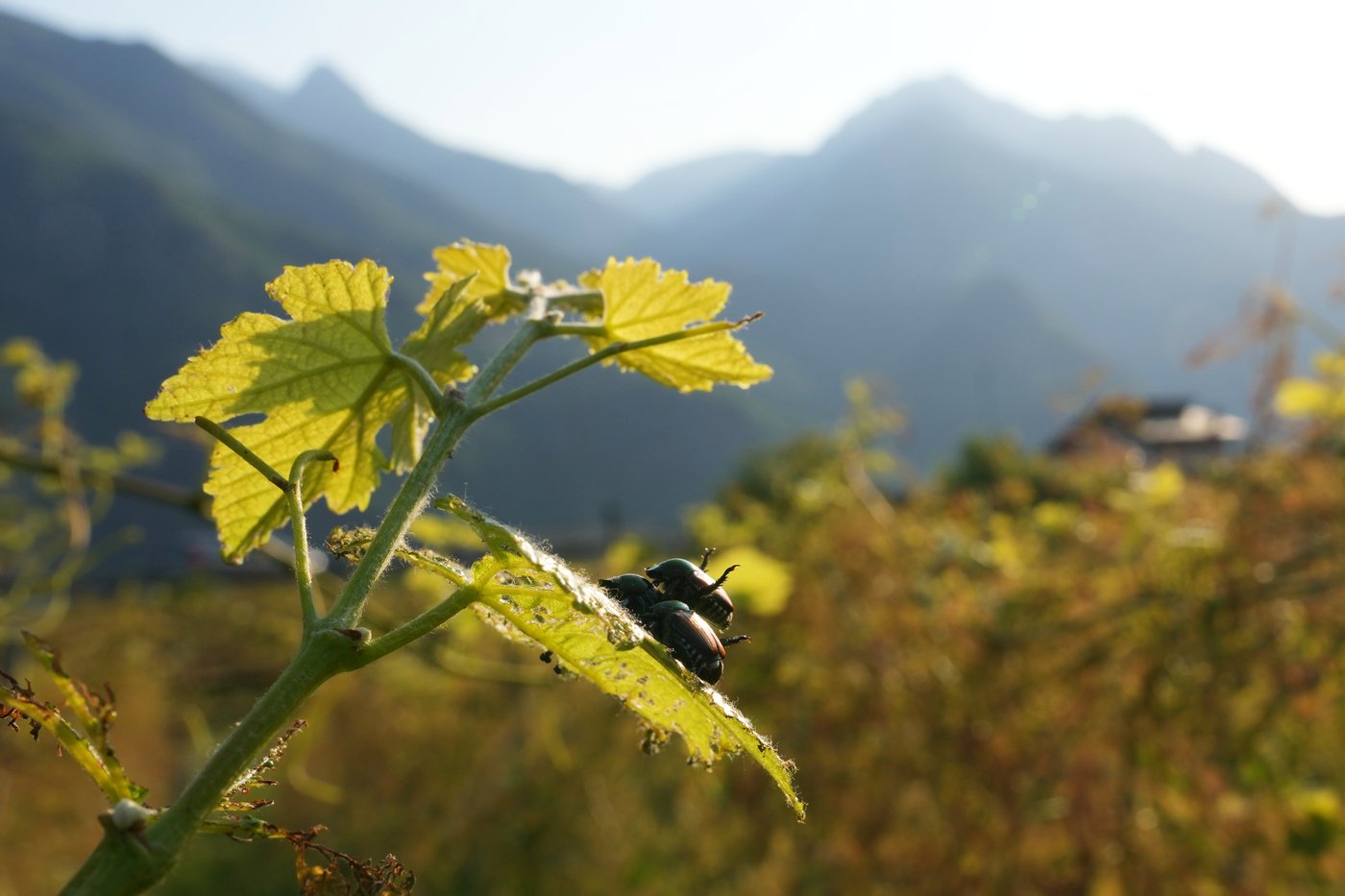 Japanese beetle advances through northern Italy's vineyards and ...