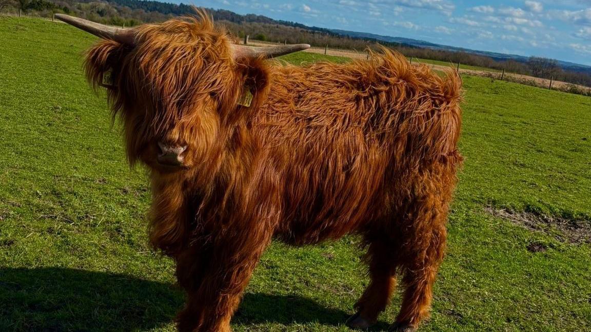The income boost from the Highland cow experiences has been a help to the farm