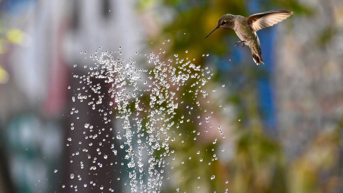 Watching This Hummingbird Play in a Fountain Will Brighten Your Day