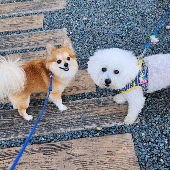 散歩中に犬が飼い主さんをチラチラ見る理由 何度も飼い主さんを振り返るのはなぜ?