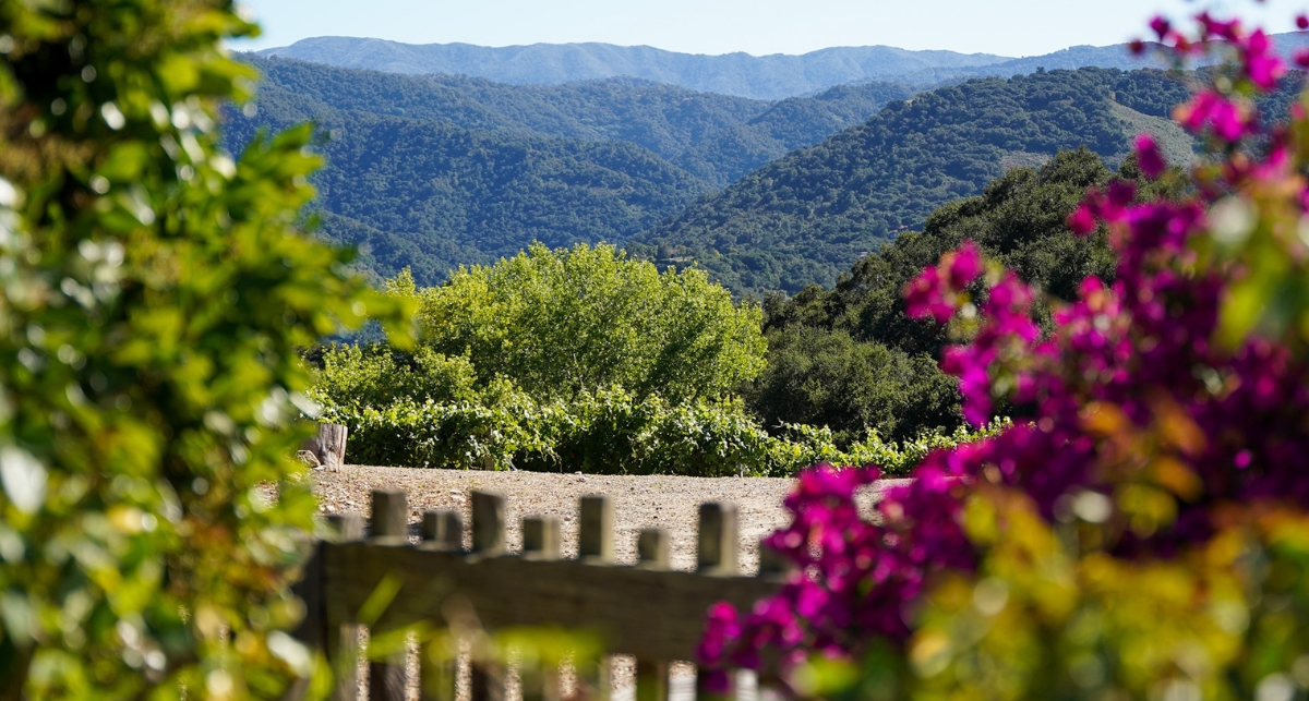 Dawn's Dream Winery hosts its first summer solstice farm-to-table dinner in Carmel Valley