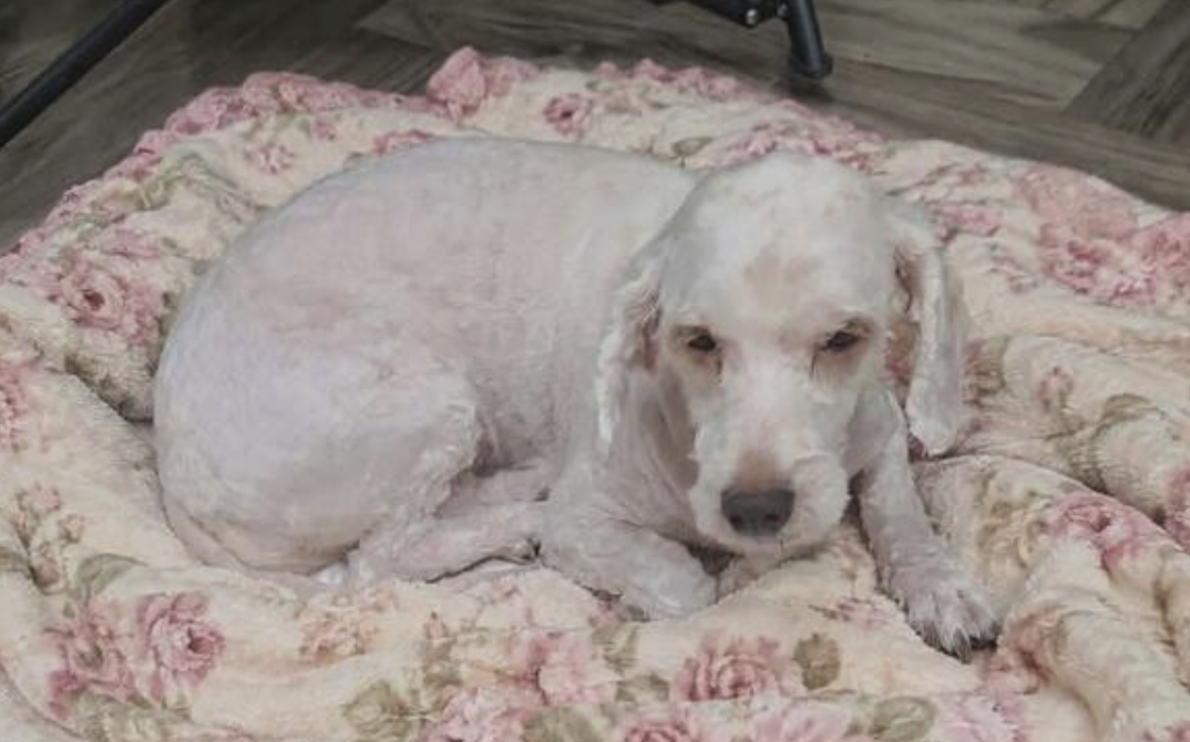 She Lost Everything: Now Little Pearl Just Needs Someone to Choose Her