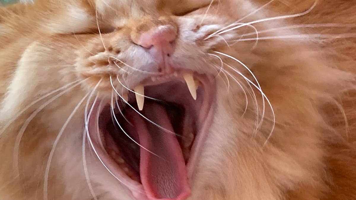 This Orange Cat Has Strong Opinions About Sneezing in His House