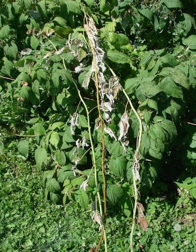 Crown borer damage causes wilt and death of the whole cane of a raspberry plant. | Courtesy Utah State University Extension